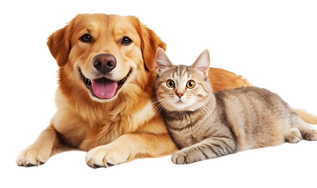 dog cat